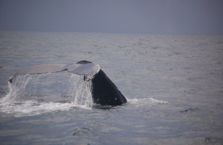 Joshua: A glimpse of hope? CBD and PTSD.