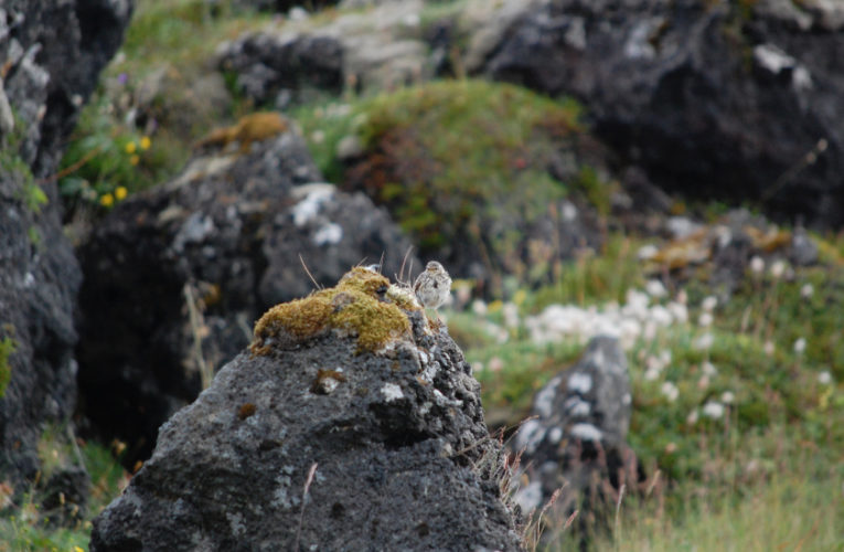 Joshua: Post-school holidays re-set. PTSD self-scan.