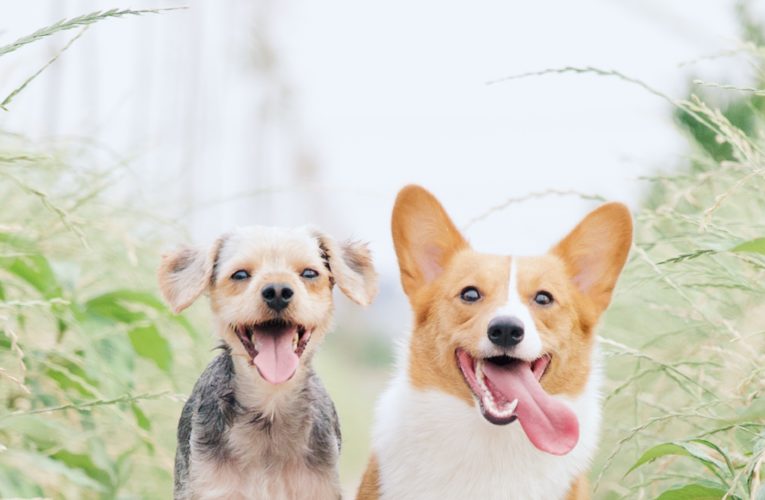 Preventing Home Dog Fights in Joshua